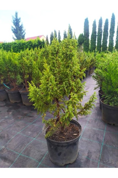 Ялівець лускатий Лодері - 5л/вис.40-60см/Ø25-30см